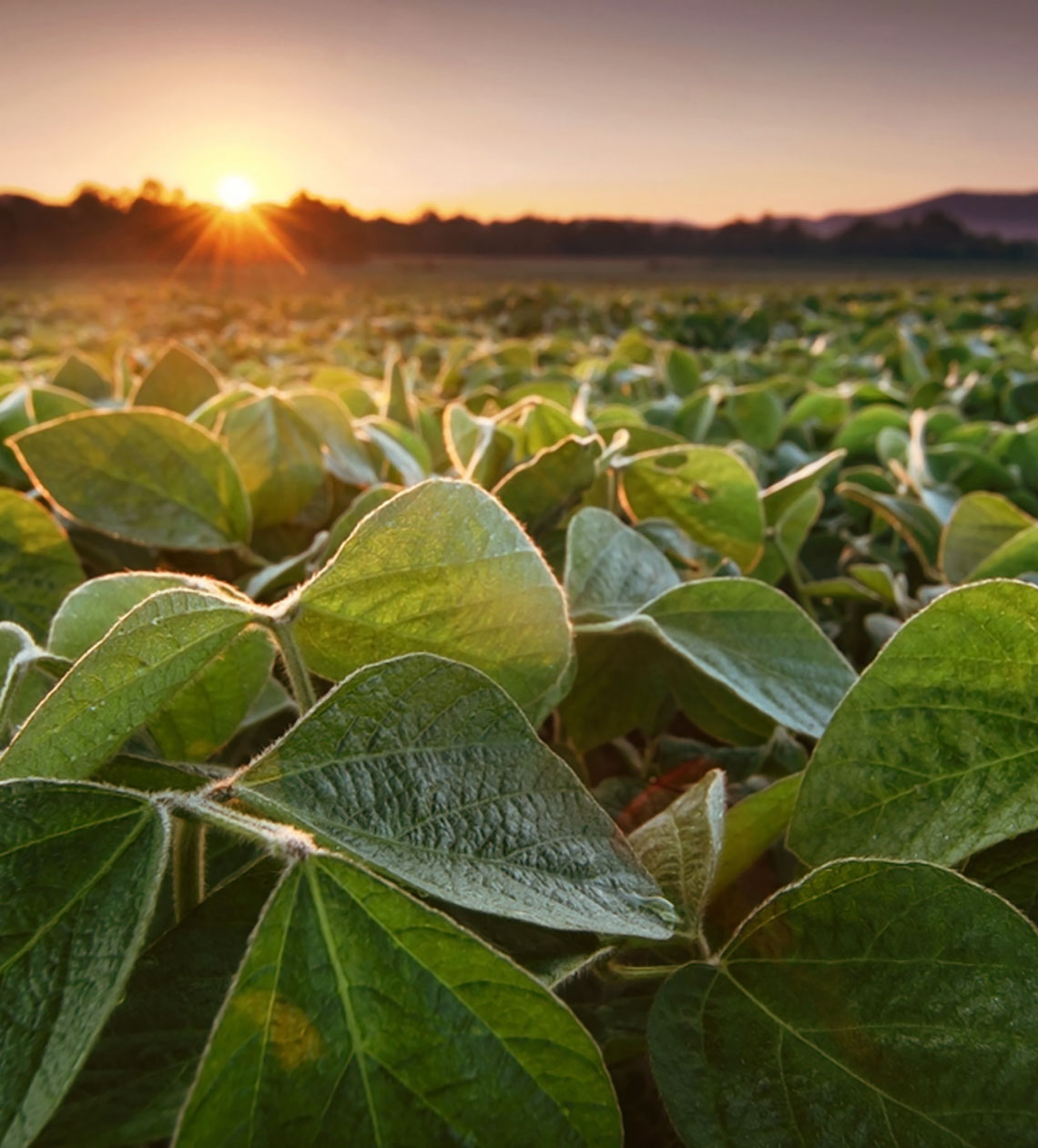 Large field covered in vegetation